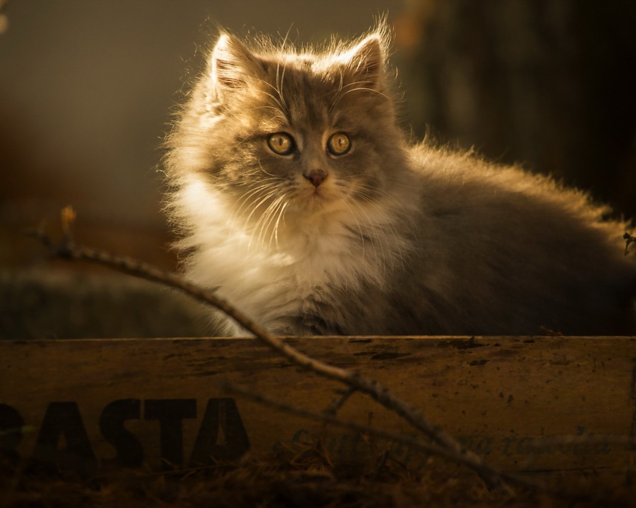 Обои фон, кошка, взгляд, котенок, пушистый, background, cat, look, kitty, fluffy разрешение 1920x1200 Загрузить