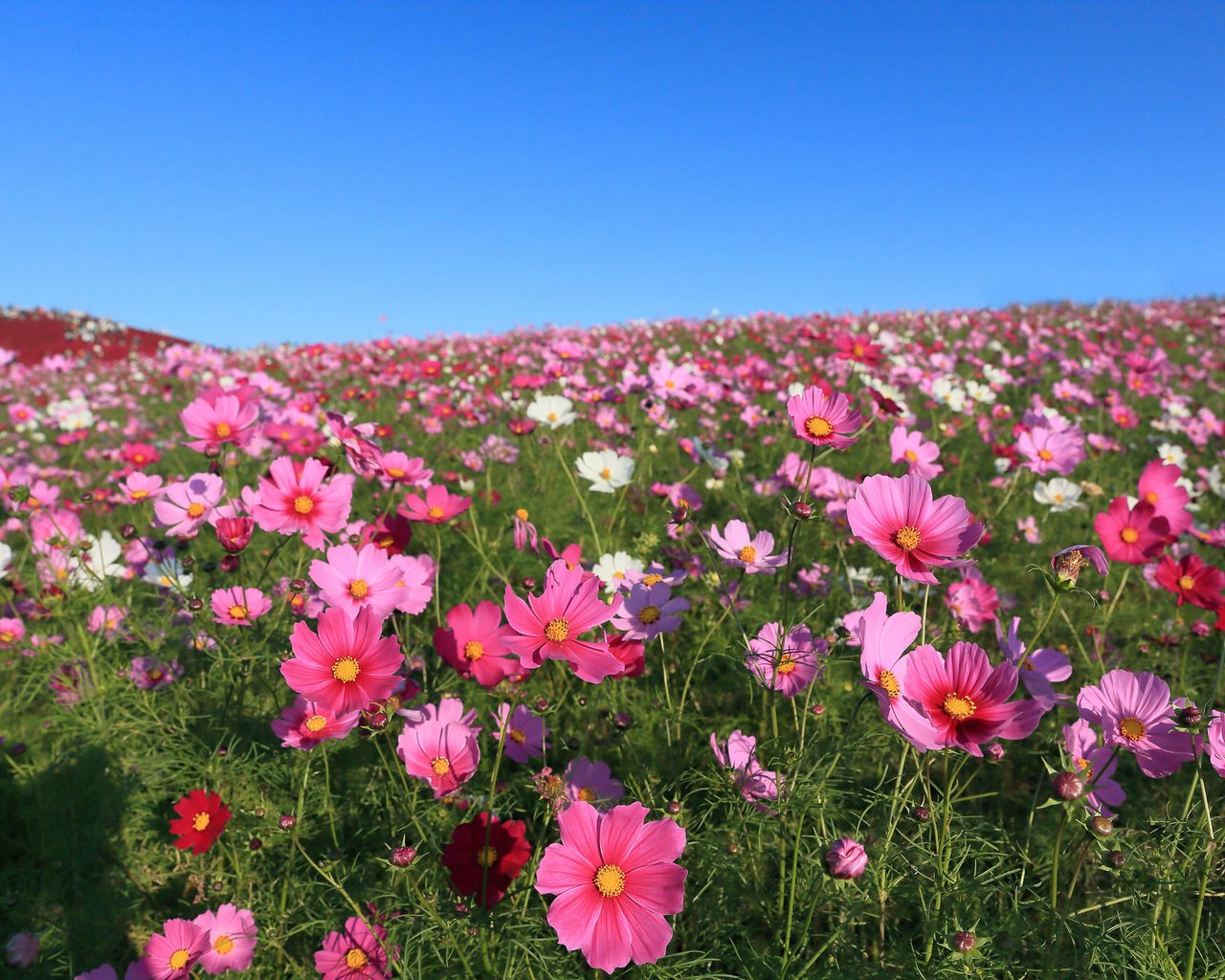 Обои небо, цветы, поле, космея, the sky, flowers, field, kosmeya разрешение 2048x1365 Загрузить