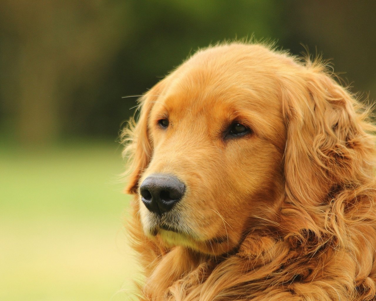 Обои морда, портрет, собака, золотистый ретривер, голден ретривер, face, portrait, dog, golden retriever разрешение 2048x1365 Загрузить