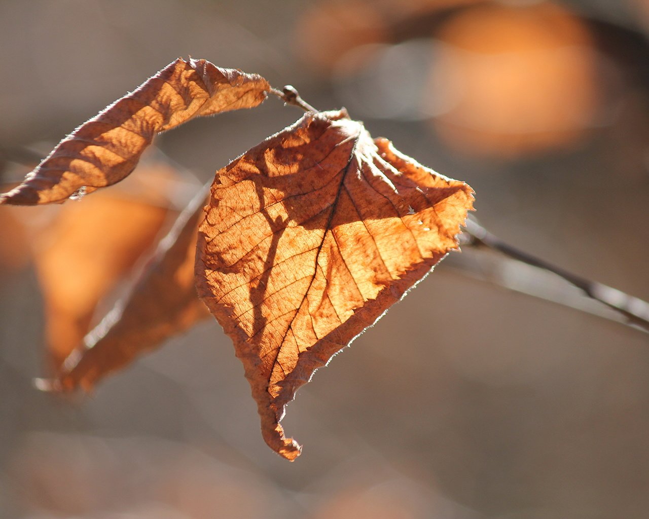 Обои природа, листья, осень, nature, leaves, autumn разрешение 5184x3456 Загрузить