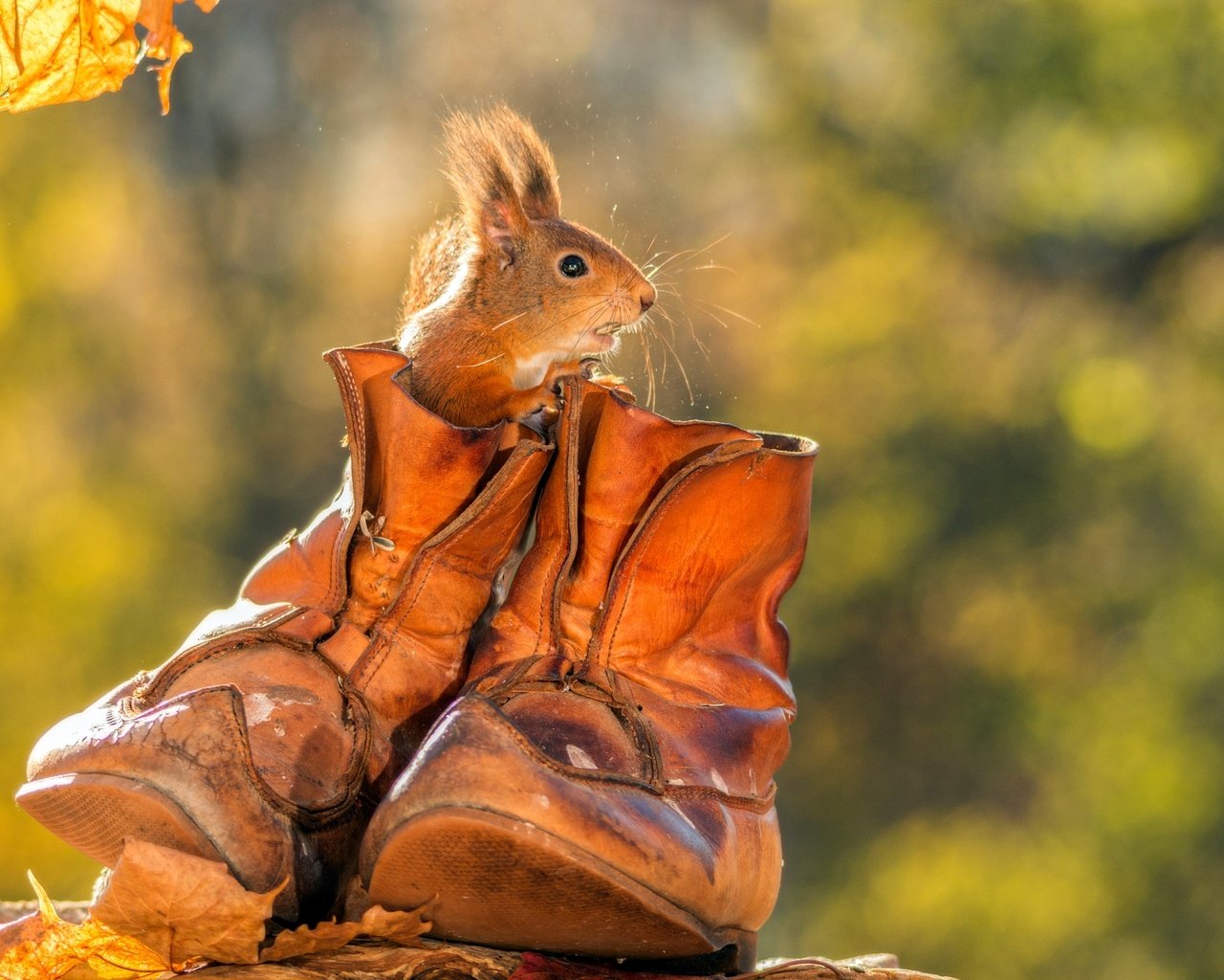 Обои осень, животное, белка, ботинки, грызун, autumn, animal, protein, shoes, rodent разрешение 2048x1365 Загрузить