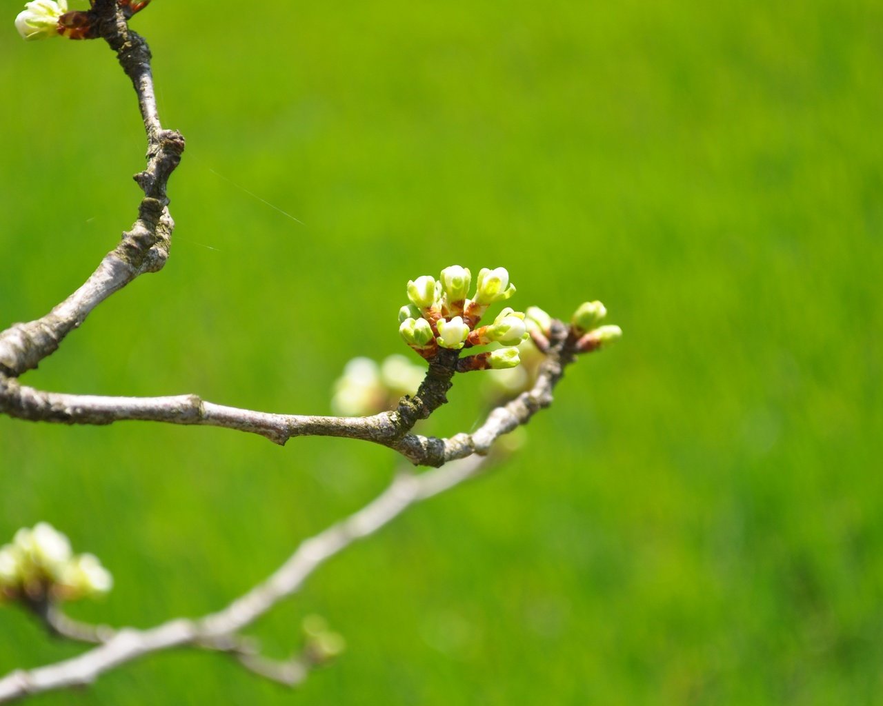 Обои природа, цветение, бутоны, ветки, весна, вишня, зеленый фон, nature, flowering, buds, branches, spring, cherry, green background разрешение 2880x1913 Загрузить