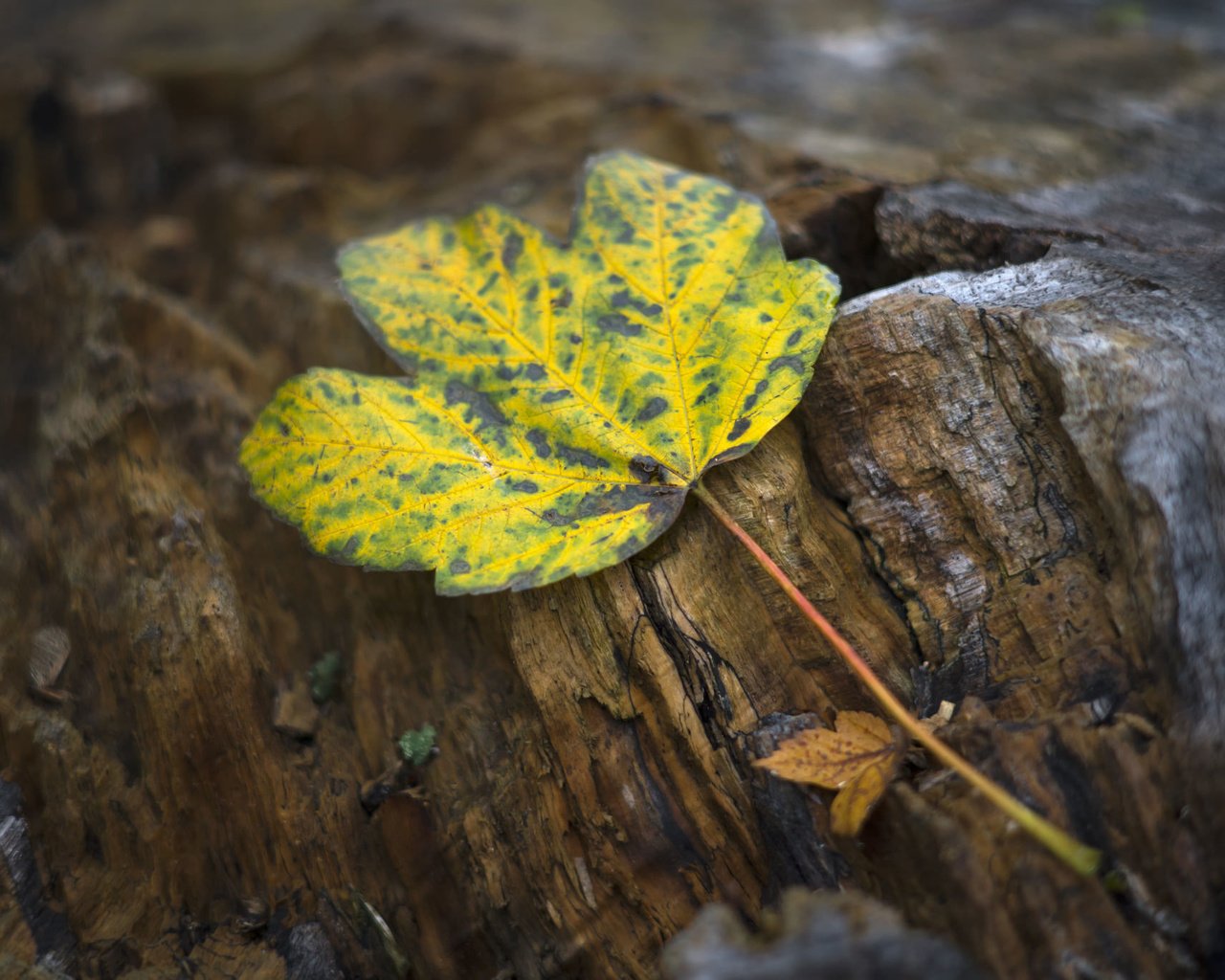 Обои природа, осень, лист, nature, autumn, sheet разрешение 2048x1366 Загрузить