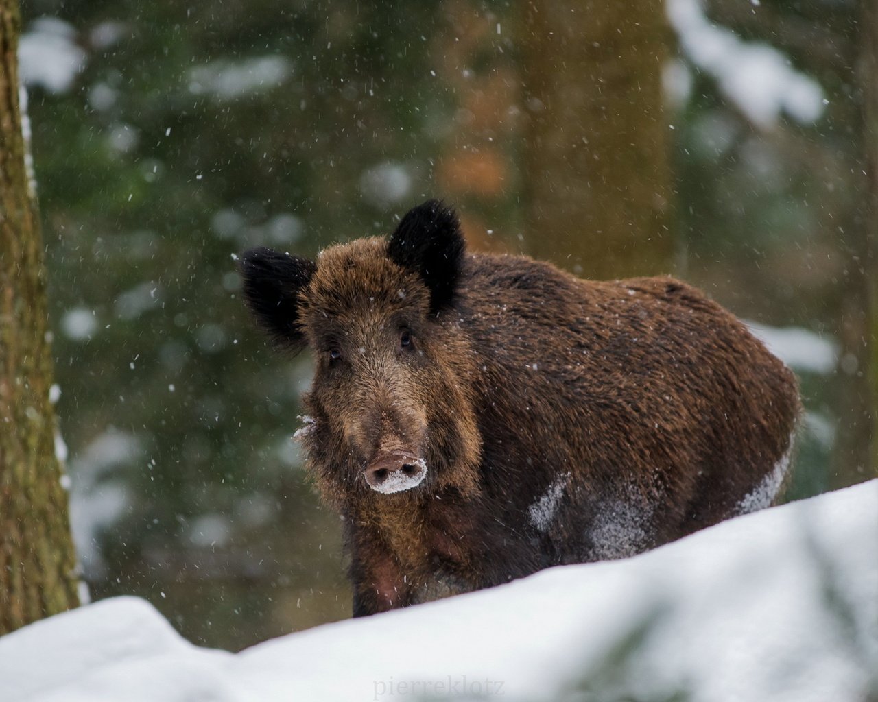 Обои природа, зима, кабан, nature, winter, boar разрешение 1920x1281 Загрузить