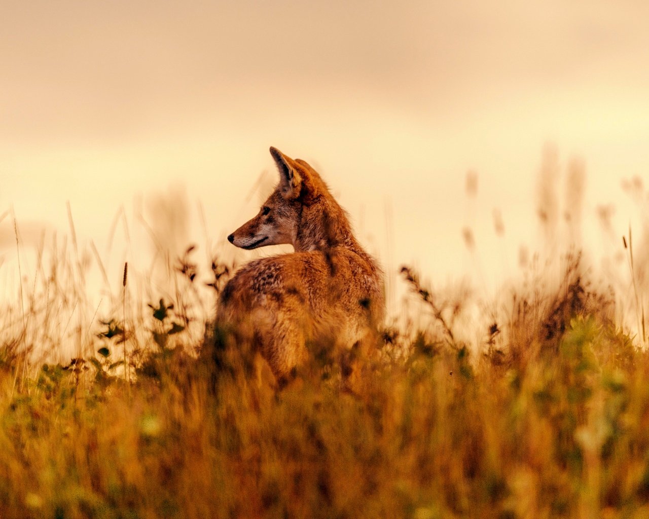 Обои трава, поле, лиса, животное, grass, field, fox, animal разрешение 2048x1367 Загрузить