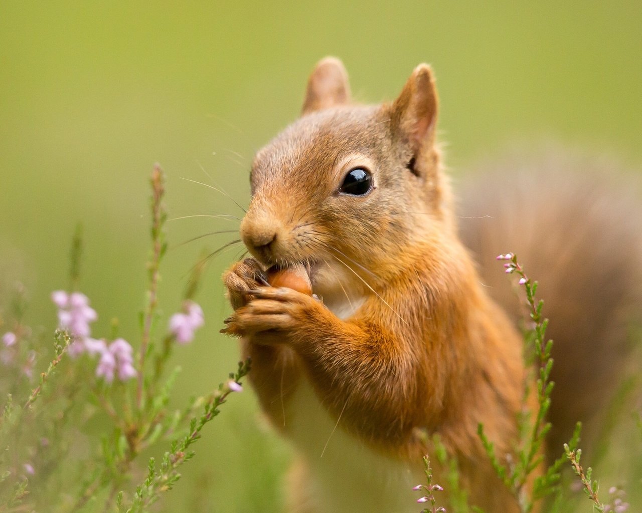 Обои цветы, трава, природа, фон, цветок, животное, белка, flowers, grass, nature, background, flower, animal, protein разрешение 2048x1280 Загрузить