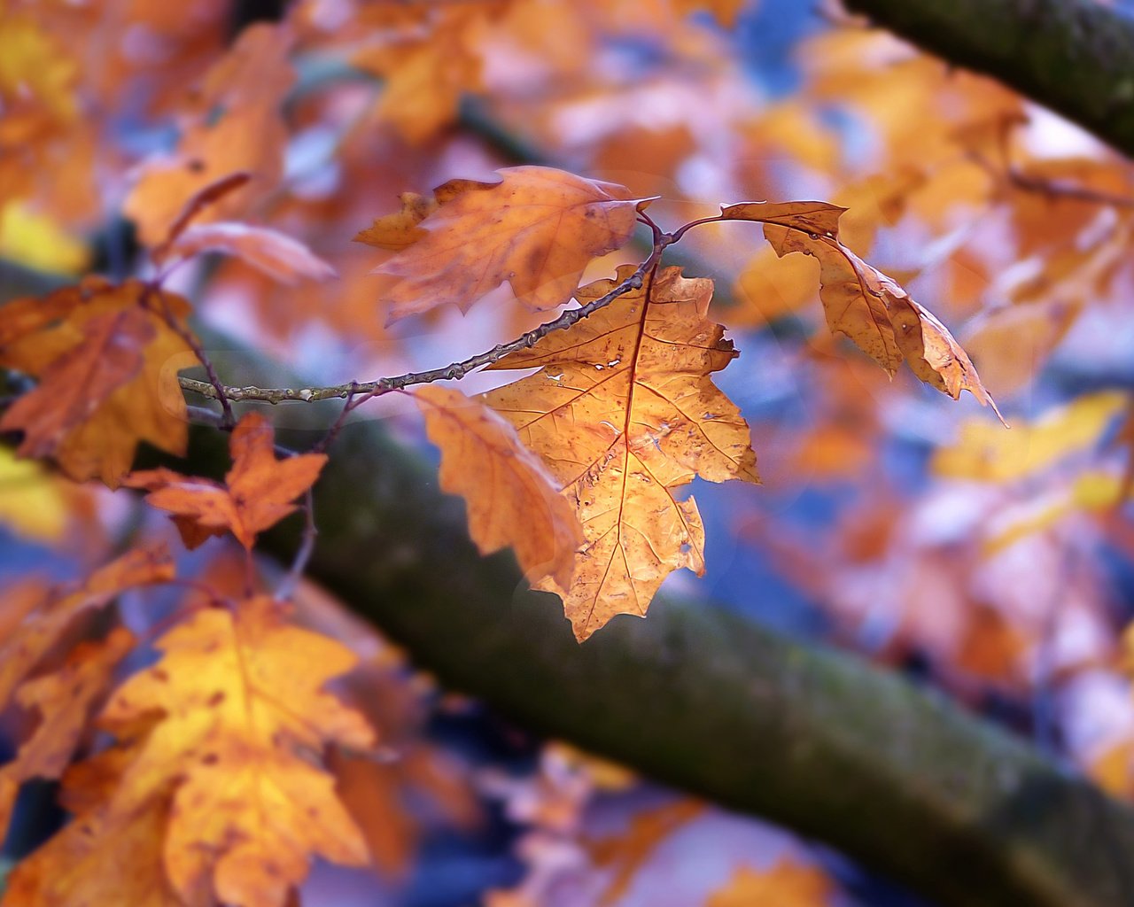 Обои природа, листья, осень, боке, осенние листья, nature, leaves, autumn, bokeh, autumn leaves разрешение 2048x1441 Загрузить