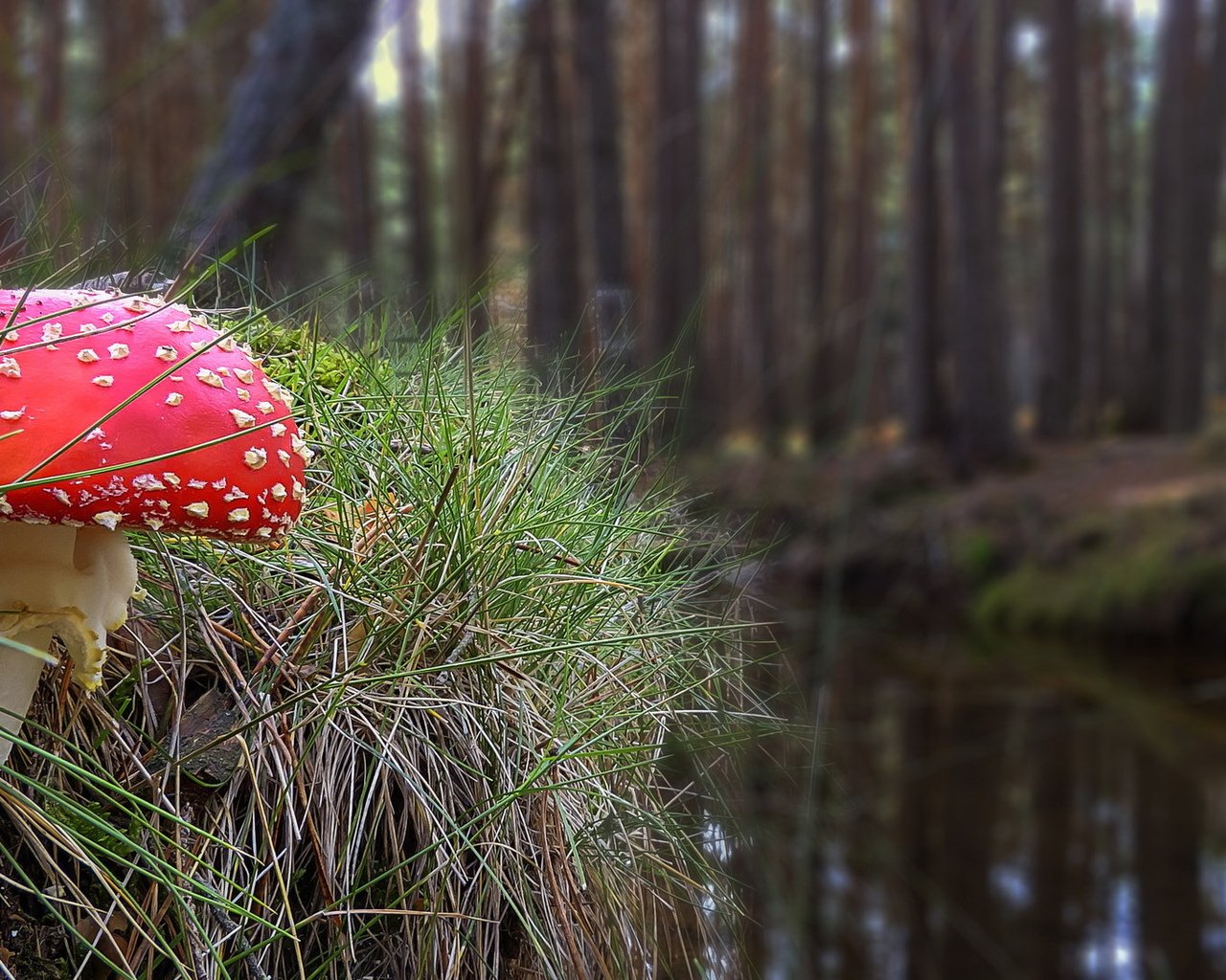 Обои трава, природа, осень, гриб, мухомор, grass, nature, autumn, mushroom разрешение 2036x1093 Загрузить