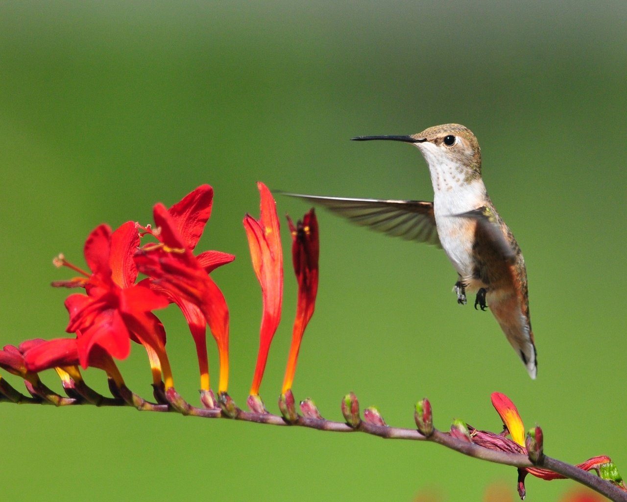 Обои цветы, полет, птица, колибри, flowers, flight, bird, hummingbird разрешение 3187x1793 Загрузить