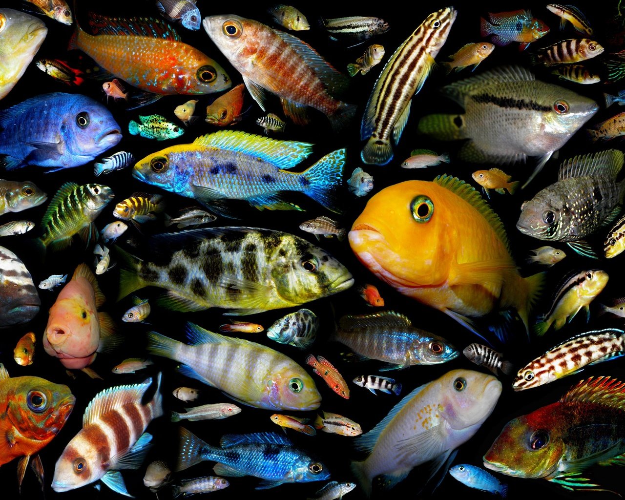 Мир аквариумных рыбок. Малавийские цихлиды. Цихлиды аквариумные рыбки. Рыбы малавийские цихлиды. Малавийские цихлиды радужные.