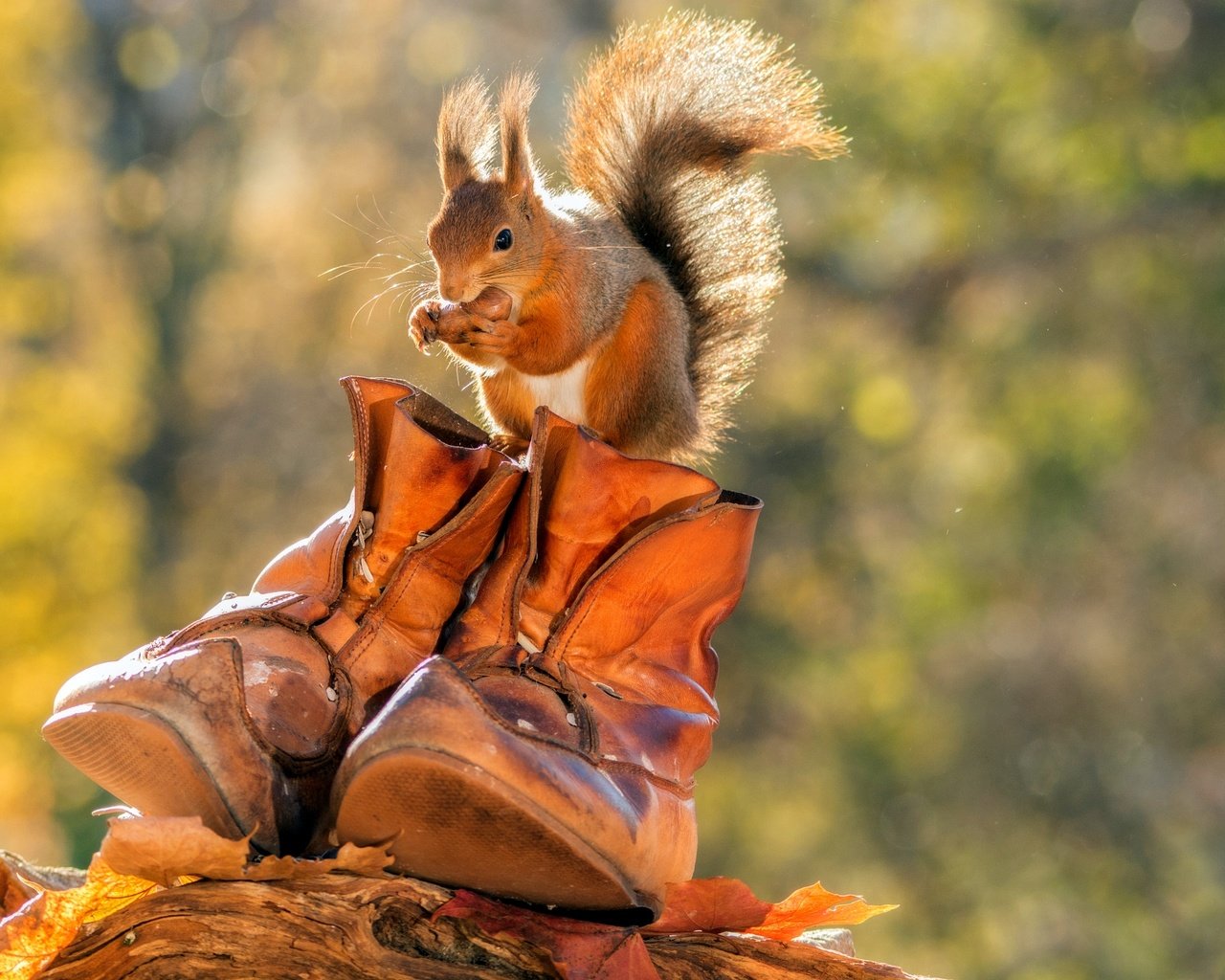 Обои листья, осень, животное, белка, орех, ботинки, грызун, leaves, autumn, animal, protein, walnut, shoes, rodent разрешение 2048x1365 Загрузить