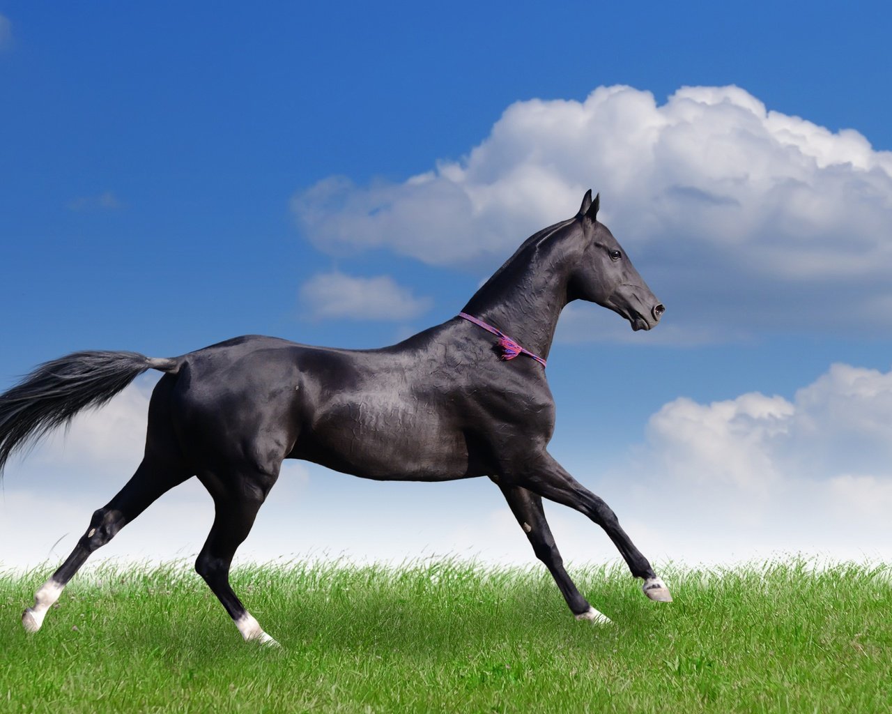 Обои небо, облака, поле, конь, красавец, вороной, стройный, the sky, clouds, field, horse, handsome, crow, slim разрешение 2880x1835 Загрузить