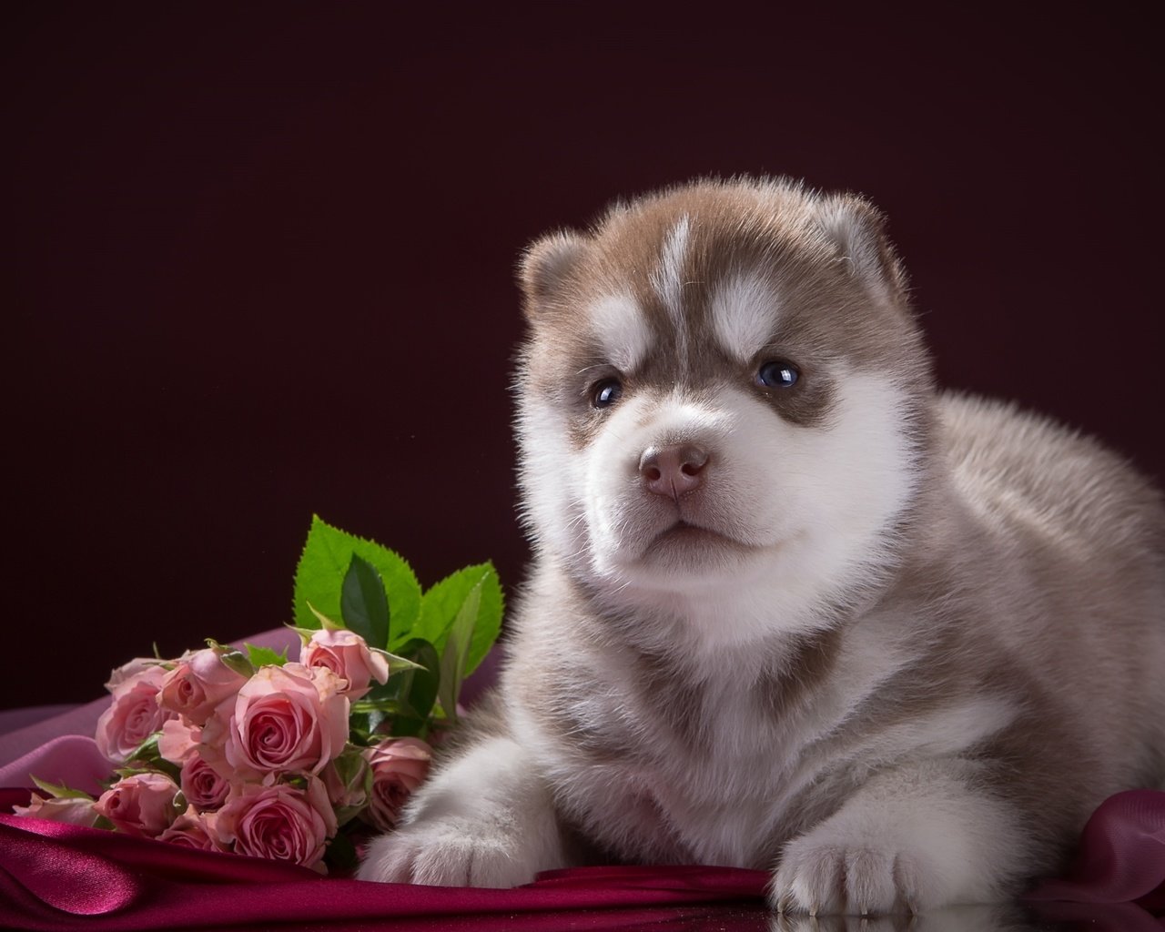 Обои цветы, розы, собака, щенок, ткань, хаски, порода, flowers, roses, dog, puppy, fabric, husky, breed разрешение 2400x1502 Загрузить