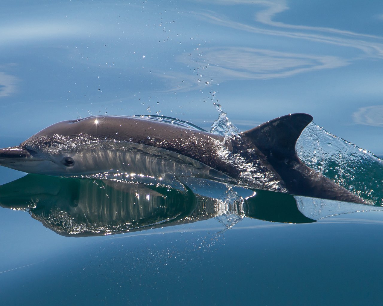 Обои вода, море, брызги, дельфин, млекопитающее, water, sea, squirt, dolphin, mammal разрешение 2560x1600 Загрузить
