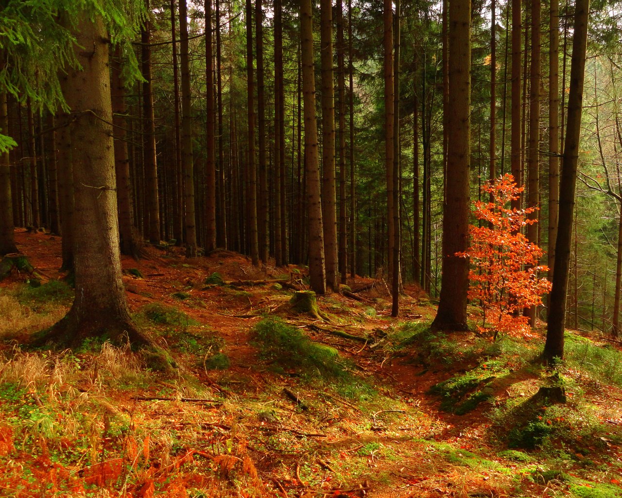 Обои деревья, природа, лес, осень, trees, nature, forest, autumn разрешение 4608x2592 Загрузить