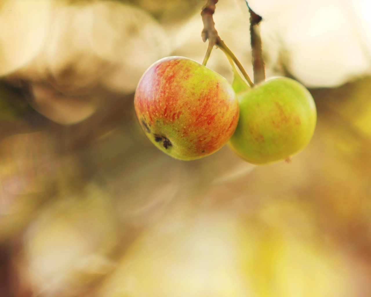 Обои природа, яблоки, осень, nature, apples, autumn разрешение 2560x1707 Загрузить