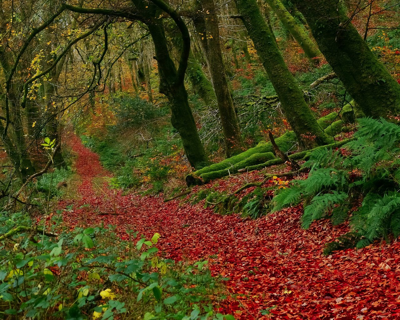 Обои деревья, лес, листья, осень, англия, buckethole woods, национальный парк эксмур, trees, forest, leaves, autumn, england, exmoor national park разрешение 2048x1365 Загрузить