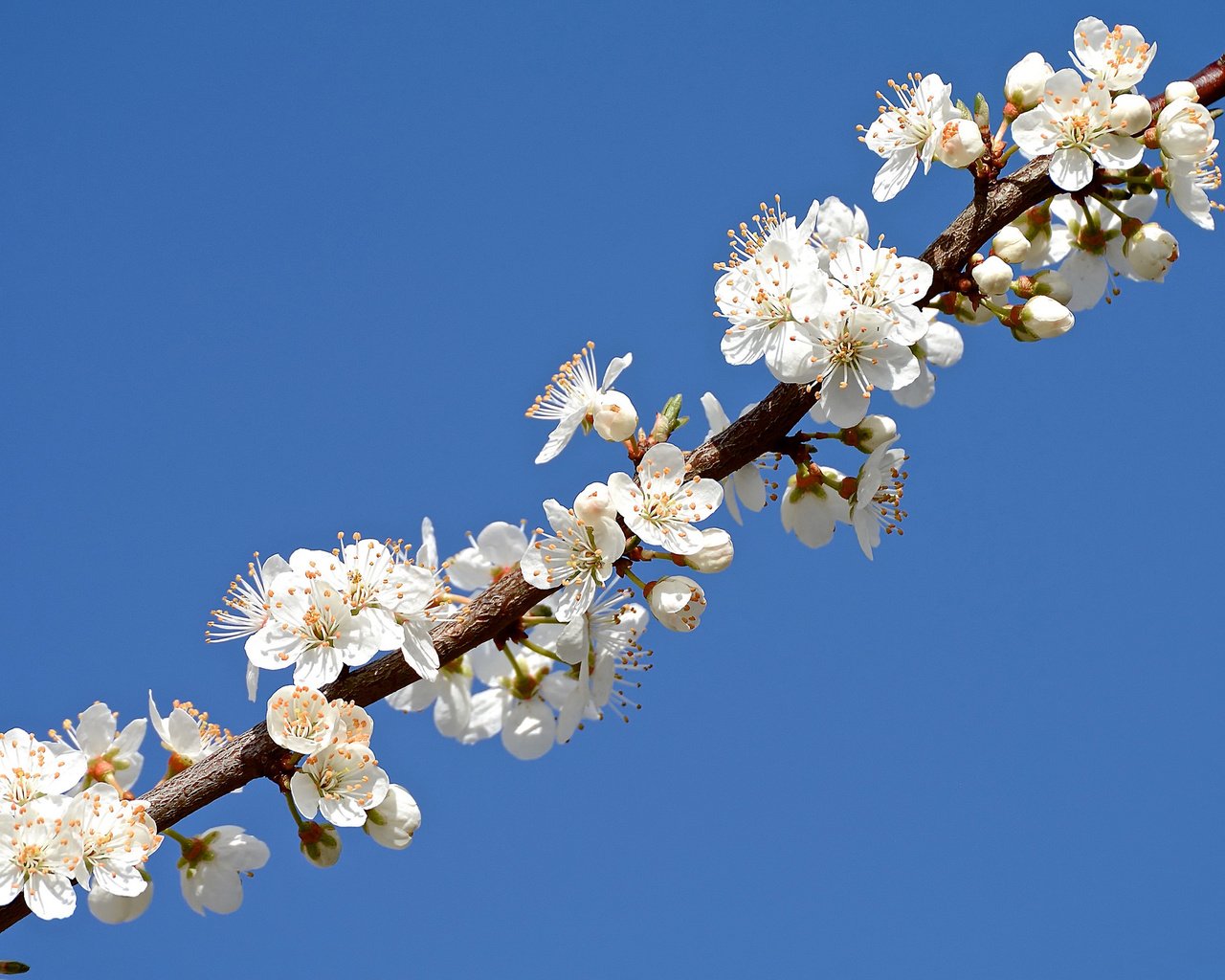 Обои небо, ветка, лепестки, сад, весна, the sky, branch, petals, garden, spring разрешение 2048x1365 Загрузить