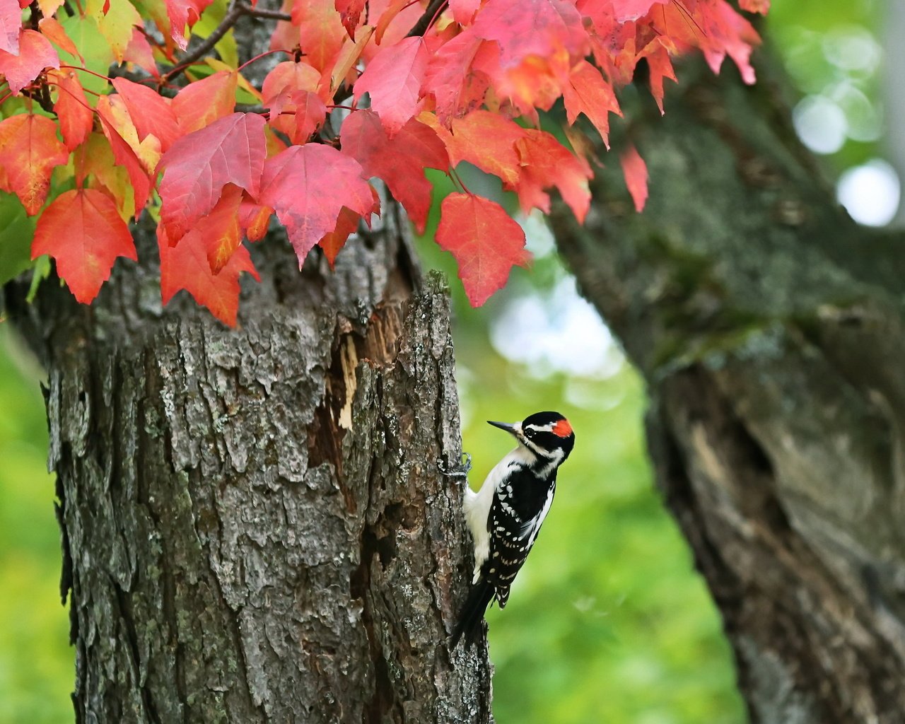 Обои дерево, осень, птица, дятел, tree, autumn, bird, woodpecker разрешение 2048x1365 Загрузить