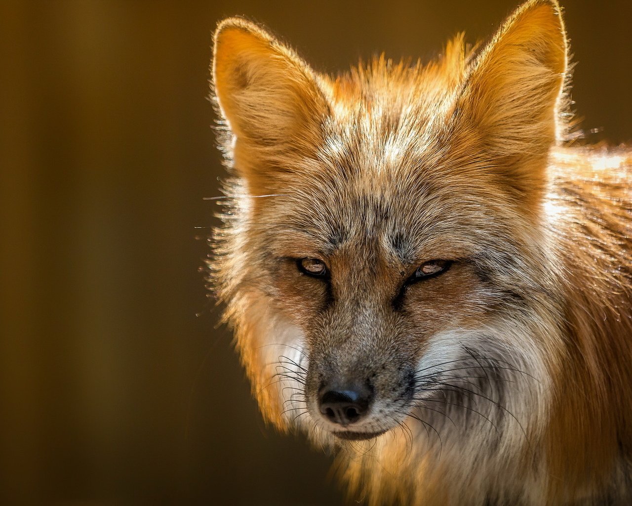Обои природа, лиса, лисица, мех, nature, fox, fur разрешение 2047x1257 Загрузить