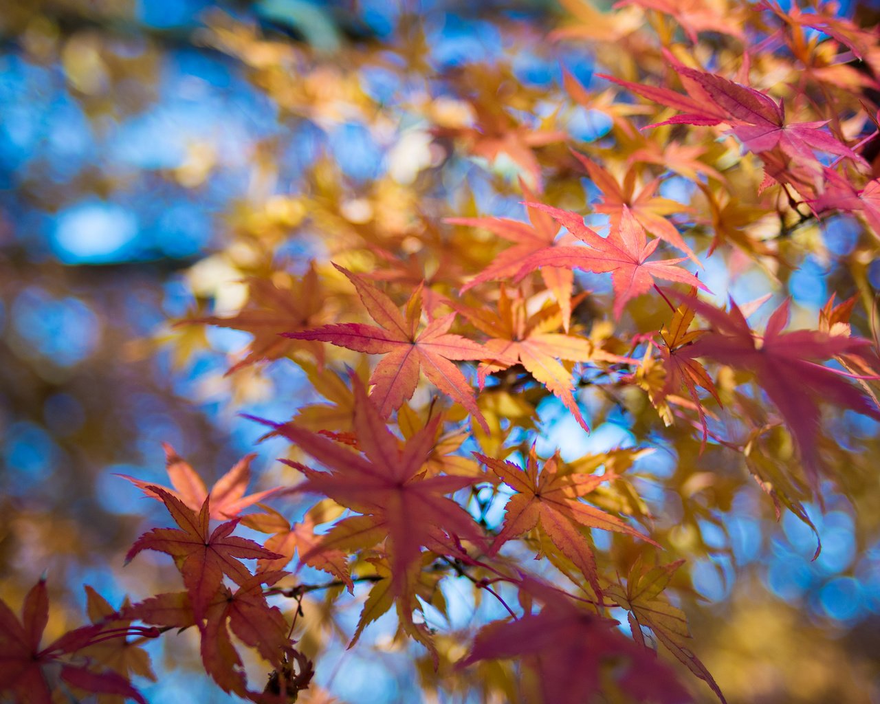 Обои небо, листья, макро, ветки, осень, клен, the sky, leaves, macro, branches, autumn, maple разрешение 2048x1356 Загрузить