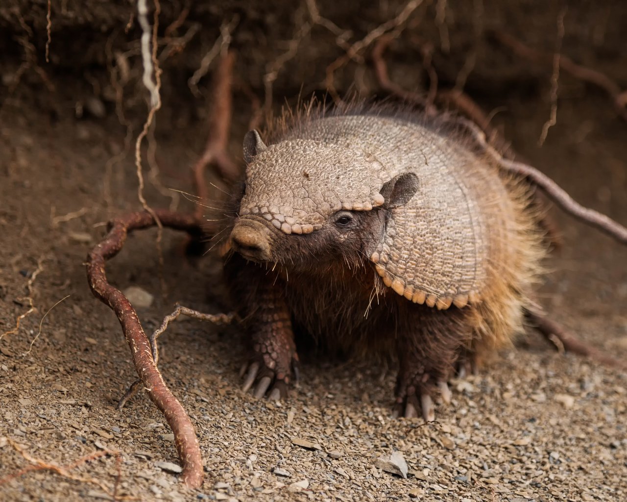 Обои южная америка, щетинистый, броненосец, chaetophractus villosus, south america, bristly, battleship разрешение 5611x3741 Загрузить