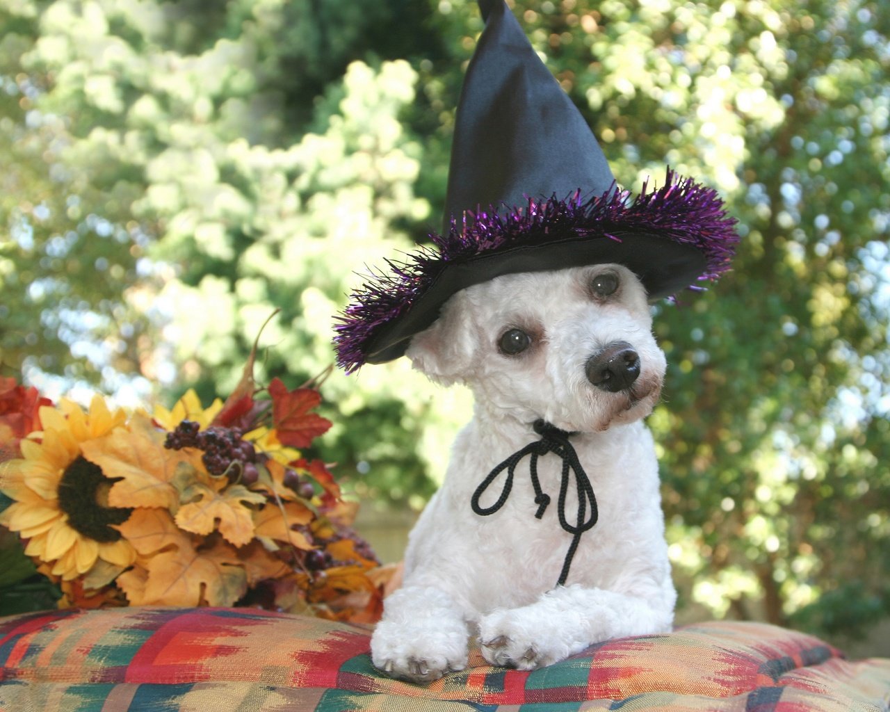 Обои листья, осень, собака, черная, хэллоуин, белая, шляпа, боке, leaves, autumn, dog, black, halloween, white, hat, bokeh разрешение 2880x2507 Загрузить