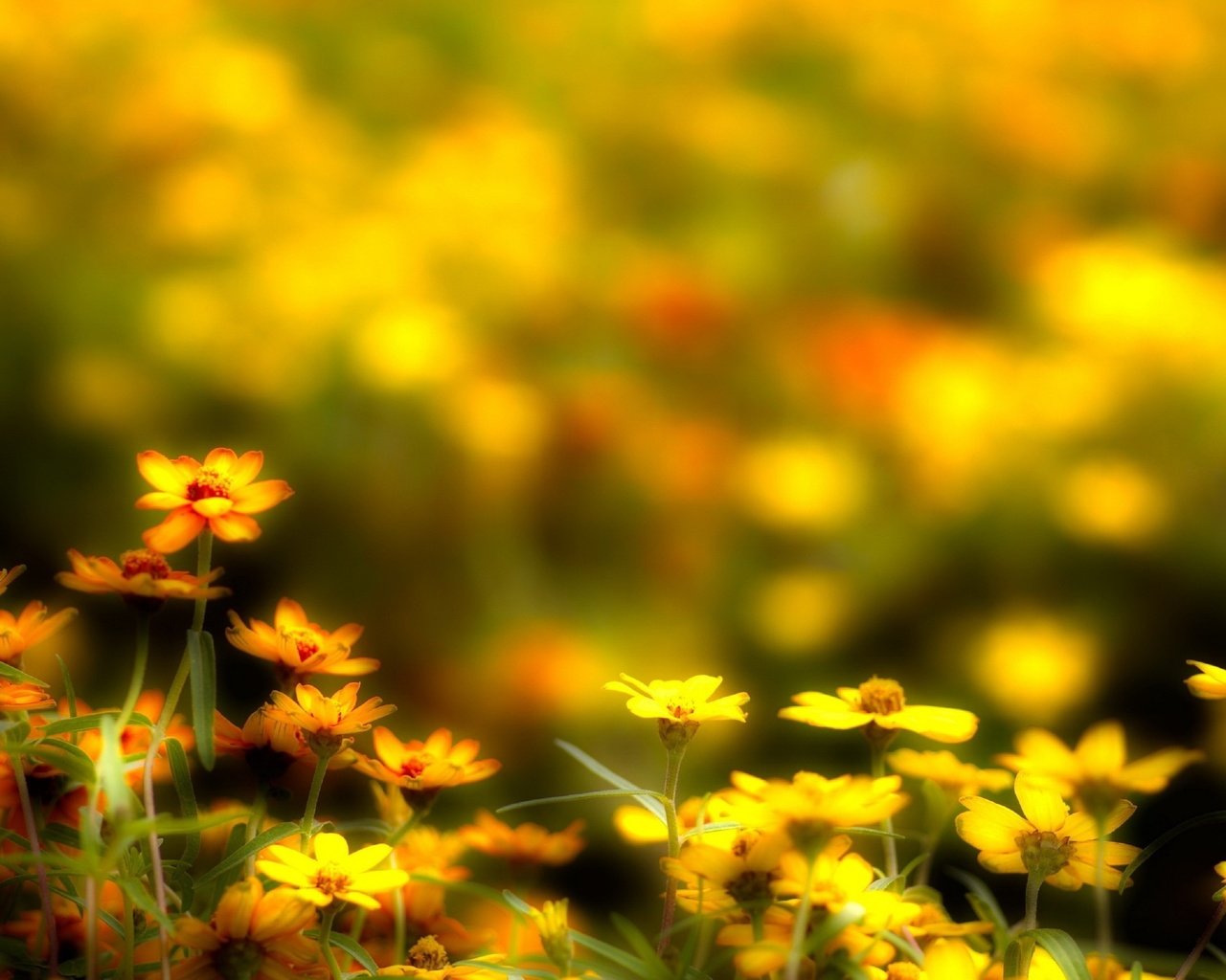 Обои цветы, макро, поле, лепестки, размытость, луг, желтые, flowers, macro, field, petals, blur, meadow, yellow разрешение 3200x2120 Загрузить
