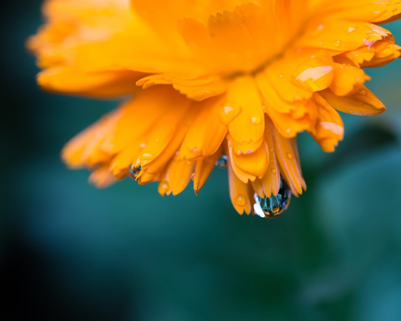 Обои цветок, капли, лепестки, оранжевый, календула, flower, drops, petals, orange, calendula разрешение 1920x1280 Загрузить