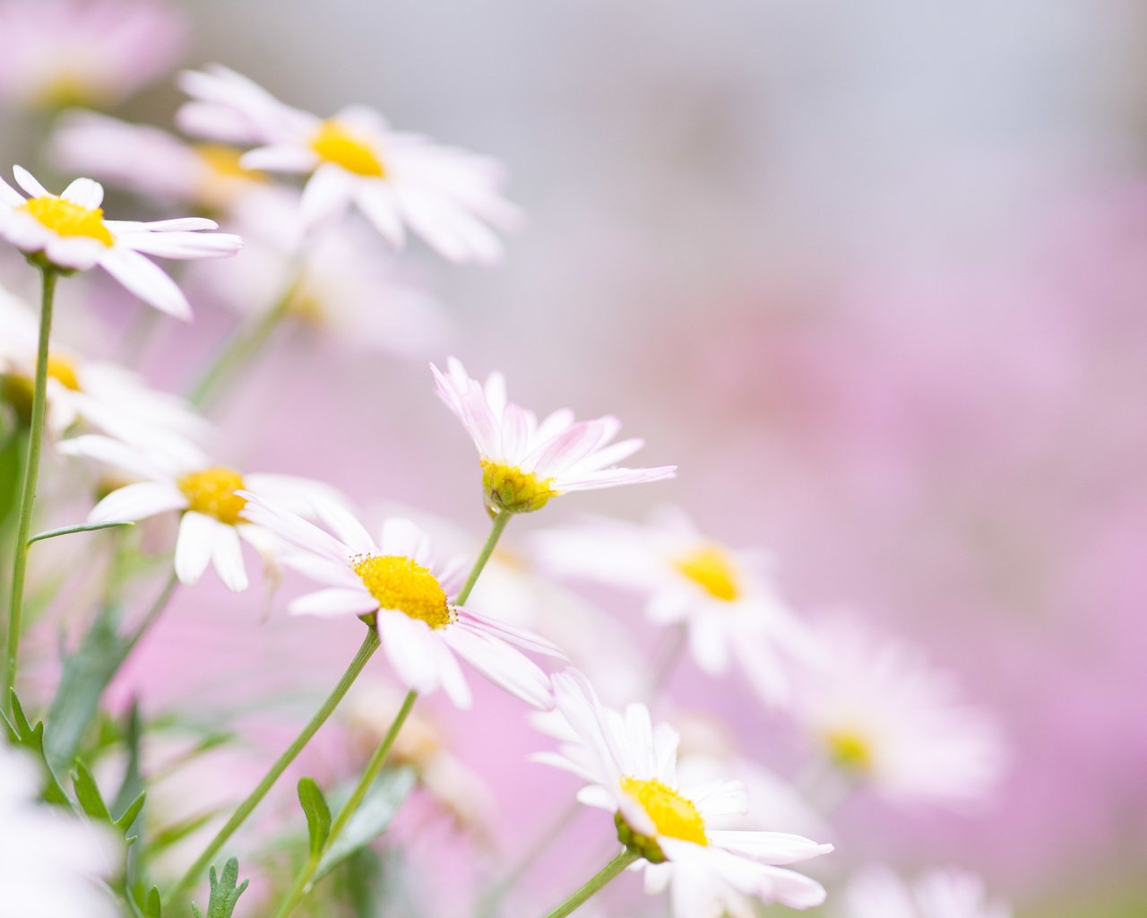 Обои цветы, лето, лепестки, ромашки, flowers, summer, petals, chamomile разрешение 4240x2832 Загрузить