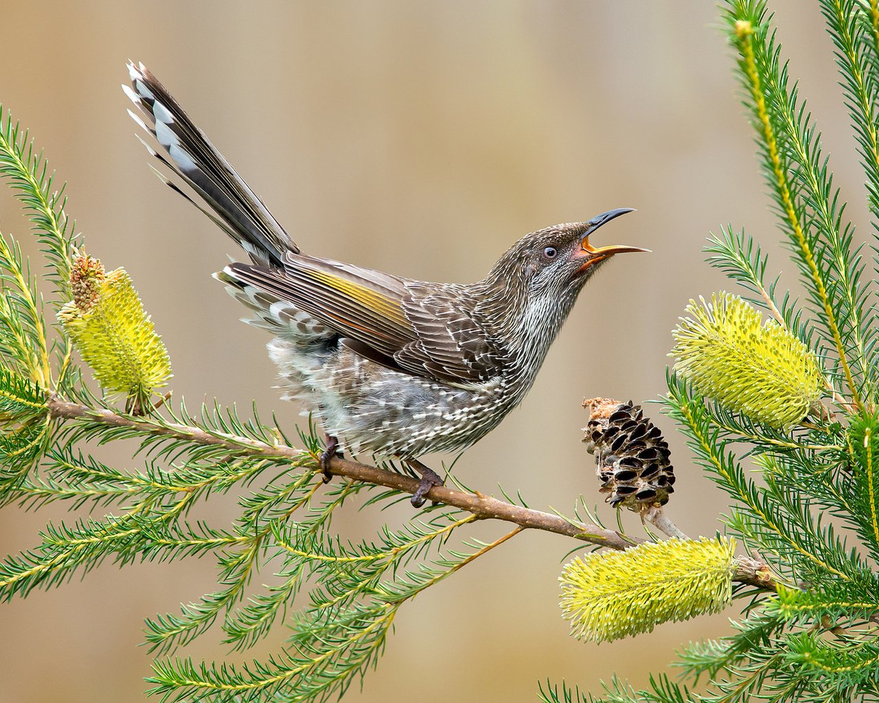 Обои цветы, хвост, ветка, сережчатый медосос, листья, anthochaera chrysoptera, птица, клюв, перья, шишка, австралия, flowers, tail, branch, surikaty honeyeater, leaves, bird, beak, feathers, bump, australia разрешение 2048x1359 Загрузить