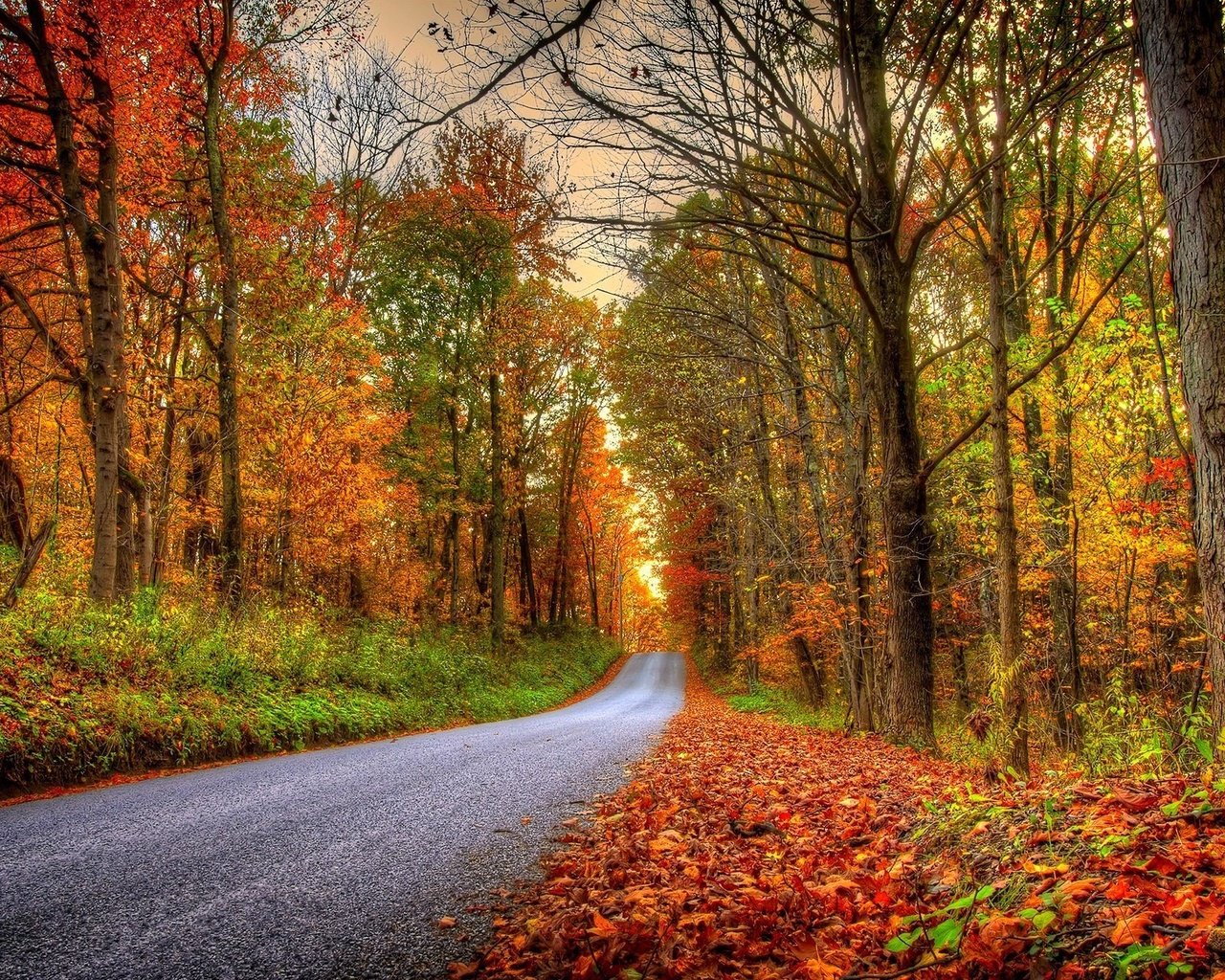 Обои дорога, деревья, лес, пейзаж, парк, осень, road, trees, forest, landscape, park, autumn разрешение 2048x1345 Загрузить