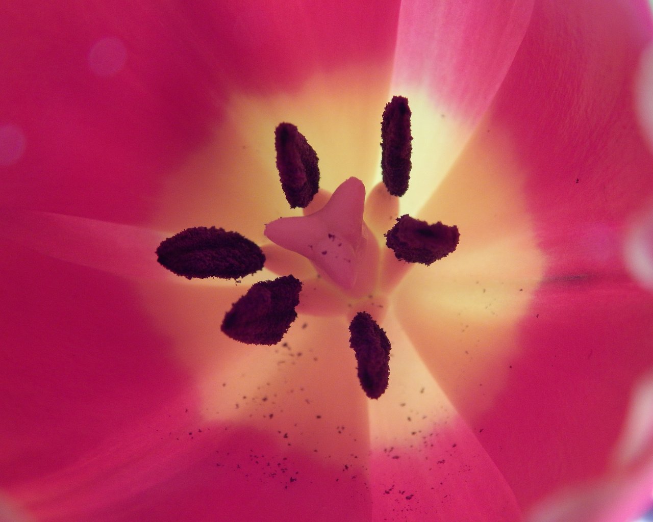 Обои макро, цветок, лепестки, тычинки, тюльпан, macro, flower, petals, stamens, tulip разрешение 2048x1536 Загрузить