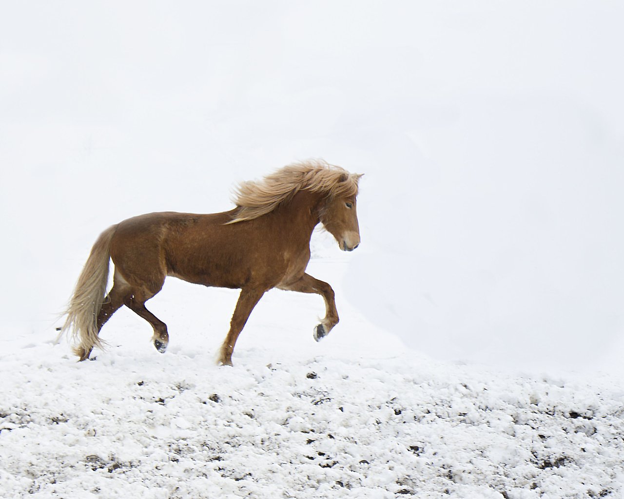 Обои лошадь, снег, зима, ветер, ходьба, horse, snow, winter, the wind, walking разрешение 3348x2376 Загрузить