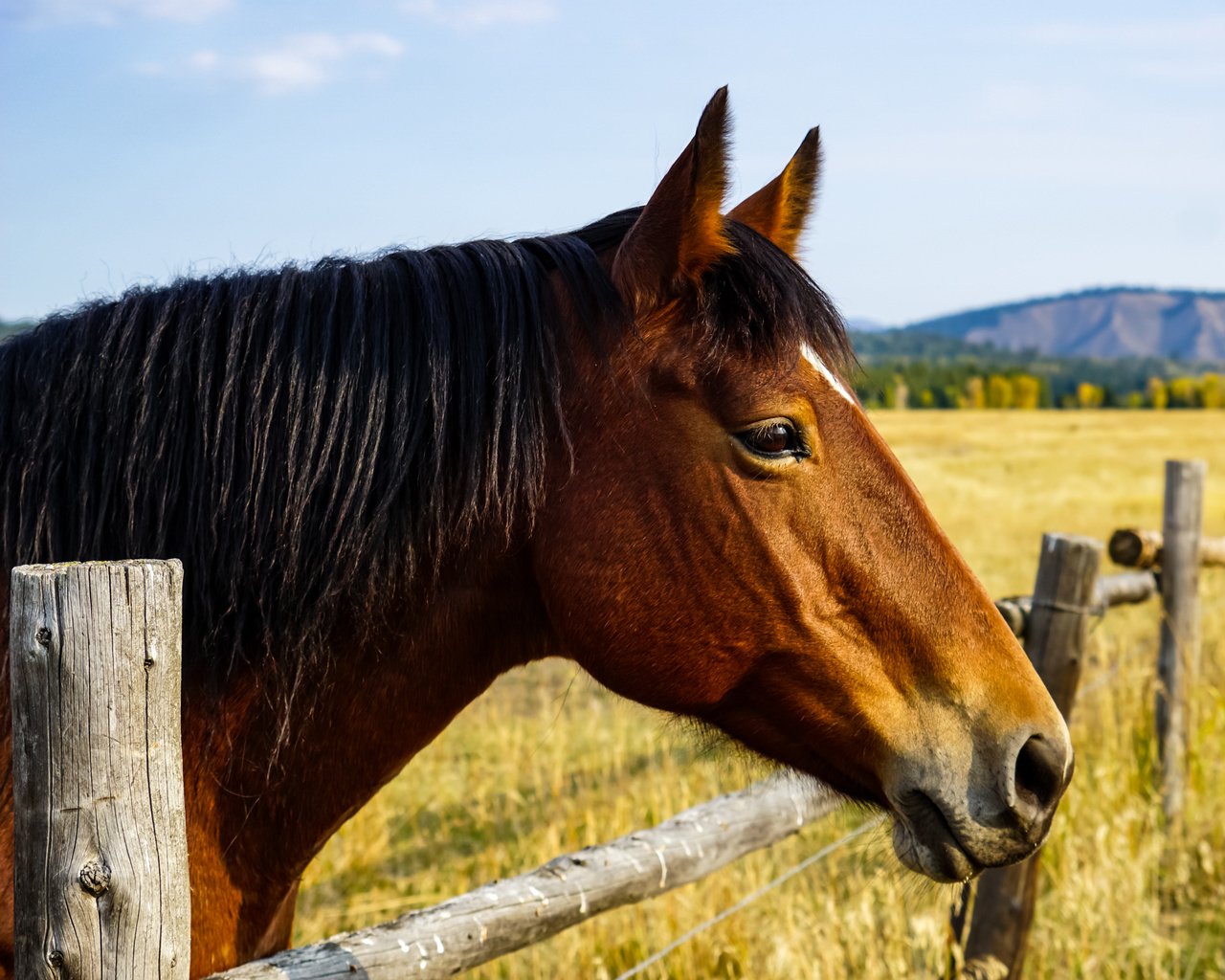 Обои лошадь, природа, забор, horse, nature, the fence разрешение 2040x1632 Загрузить