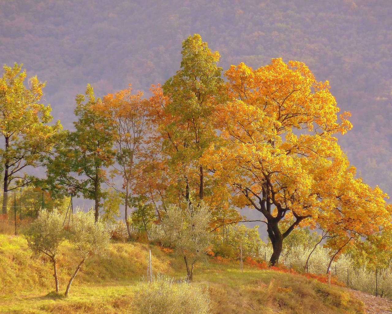 Обои деревья, холмы, пейзаж, осень, trees, hills, landscape, autumn разрешение 2880x2160 Загрузить
