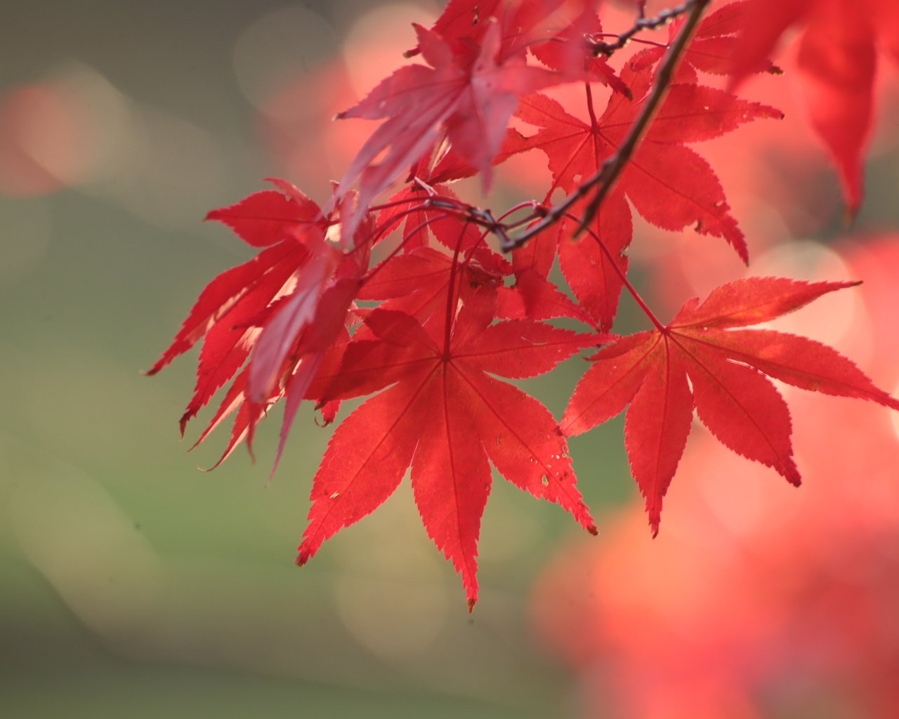 Обои листья, осень, красный, клен, leaves, autumn, red, maple разрешение 3648x2432 Загрузить