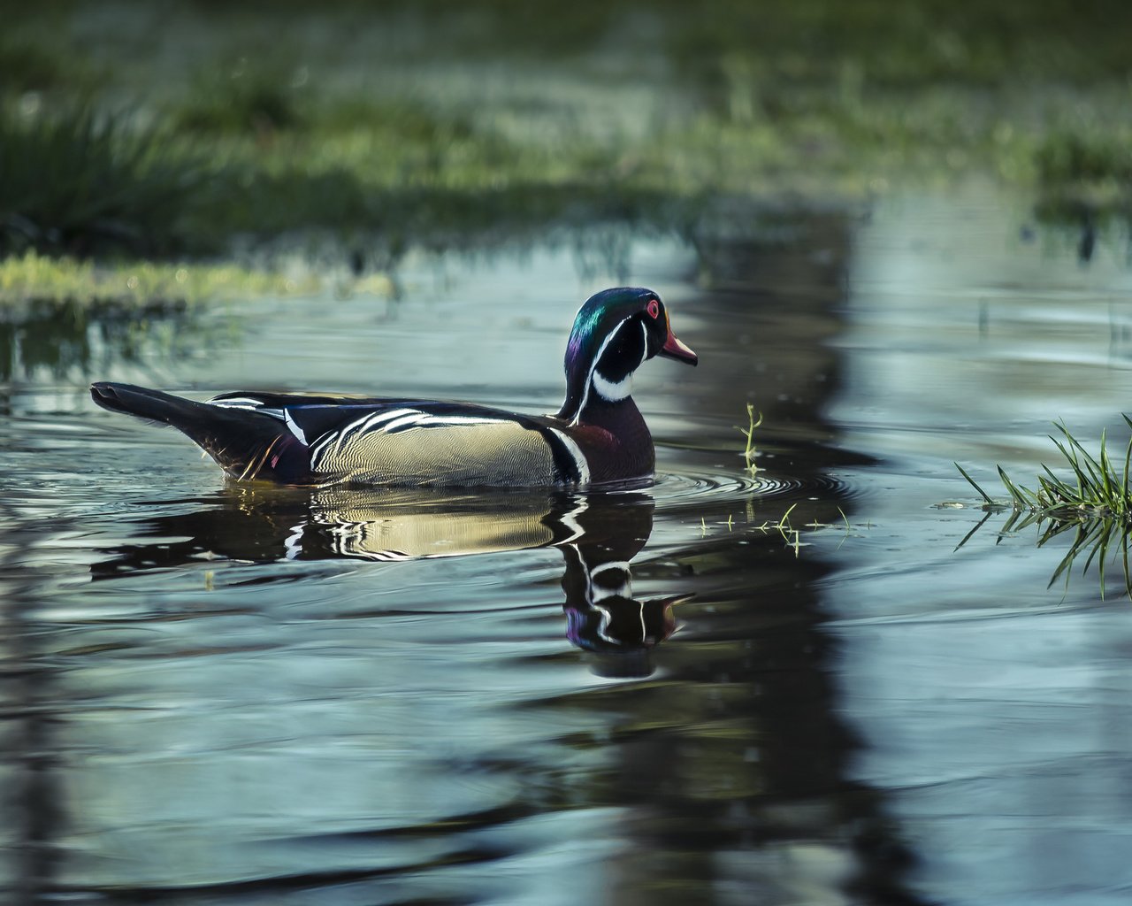 Обои вода, озеро, птица, утка, water, lake, bird, duck разрешение 2048x1339 Загрузить