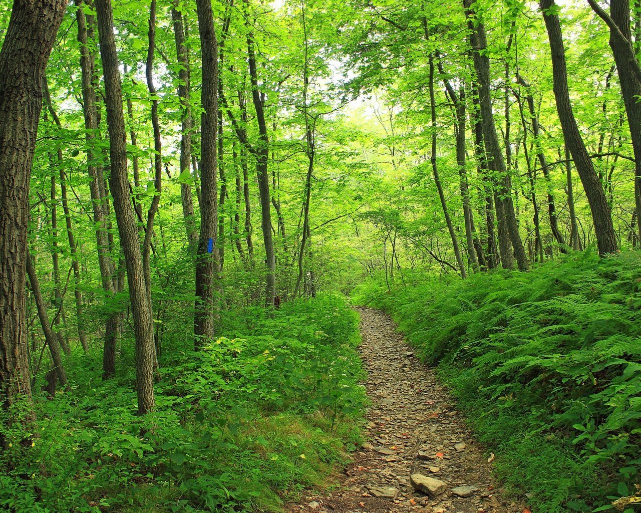 Обои деревья, природа, лес, тропинка, trees, nature, forest, path разрешение 2880x1920 Загрузить