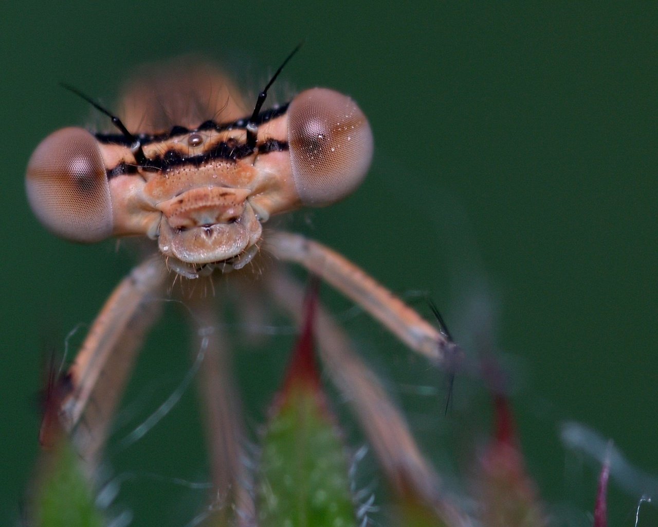 Обои глаза, макро, насекомое, стрекоза, eyes, macro, insect, dragonfly разрешение 1920x1280 Загрузить