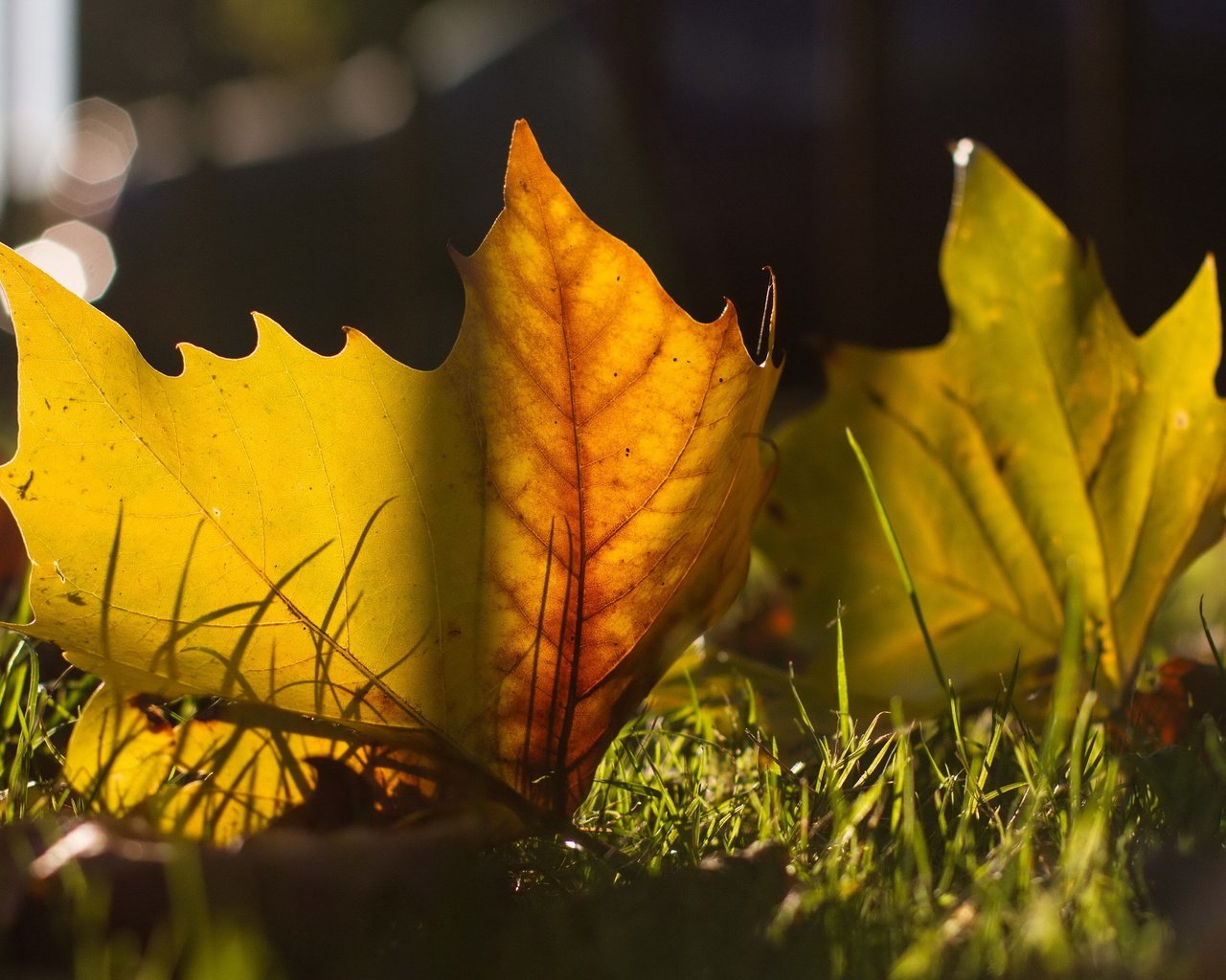 Обои листья, макро, осень, leaves, macro, autumn разрешение 2560x1600 Загрузить