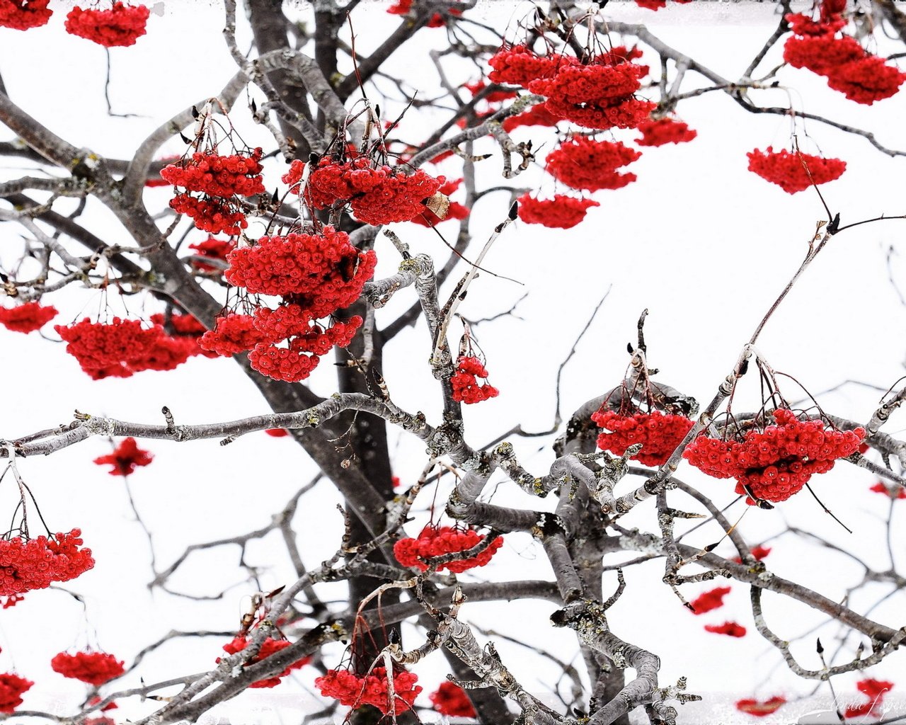 Обои природа, зима, ветки, ягоды, рябина, nature, winter, branches, berries, rowan разрешение 1920x1265 Загрузить