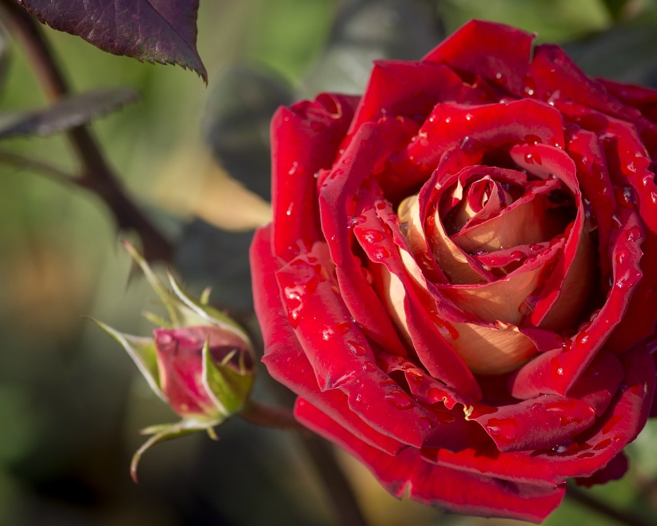 Обои макро, цветок, капли, роза, лепестки, бутон, macro, flower, drops, rose, petals, bud разрешение 2400x1418 Загрузить