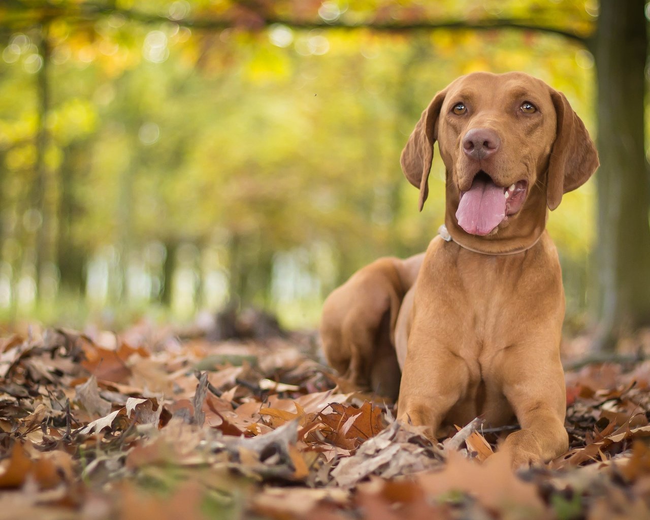 Обои листья, осень, собака, язык, боке, выжла, leaves, autumn, dog, language, bokeh, vizslas разрешение 3805x2325 Загрузить