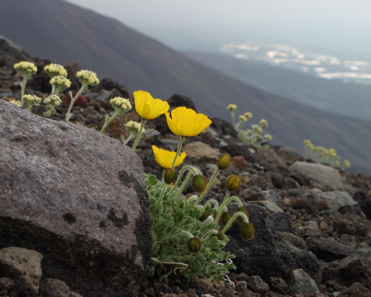 Обои цветы, горы, камни, склон, маки, мох, flowers, mountains, stones, slope, maki, moss разрешение 2898x1988 Загрузить