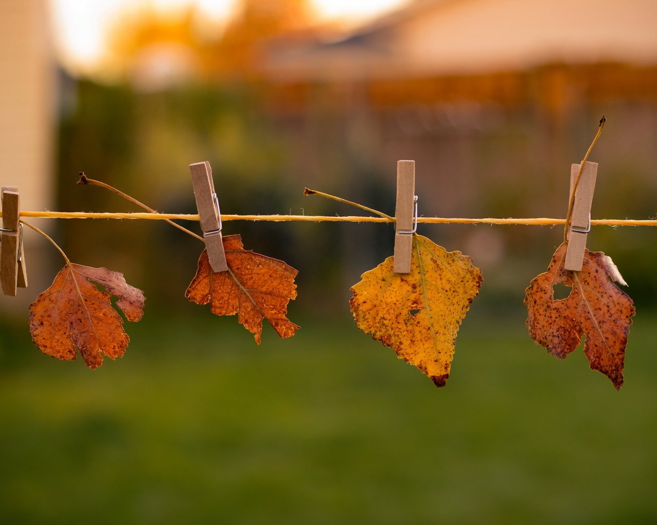 Обои природа, листья, осень, nature, leaves, autumn разрешение 2048x1365 Загрузить