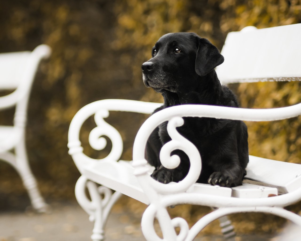 Обои осень, собака, скамейка, autumn, dog, bench разрешение 5049x3366 Загрузить