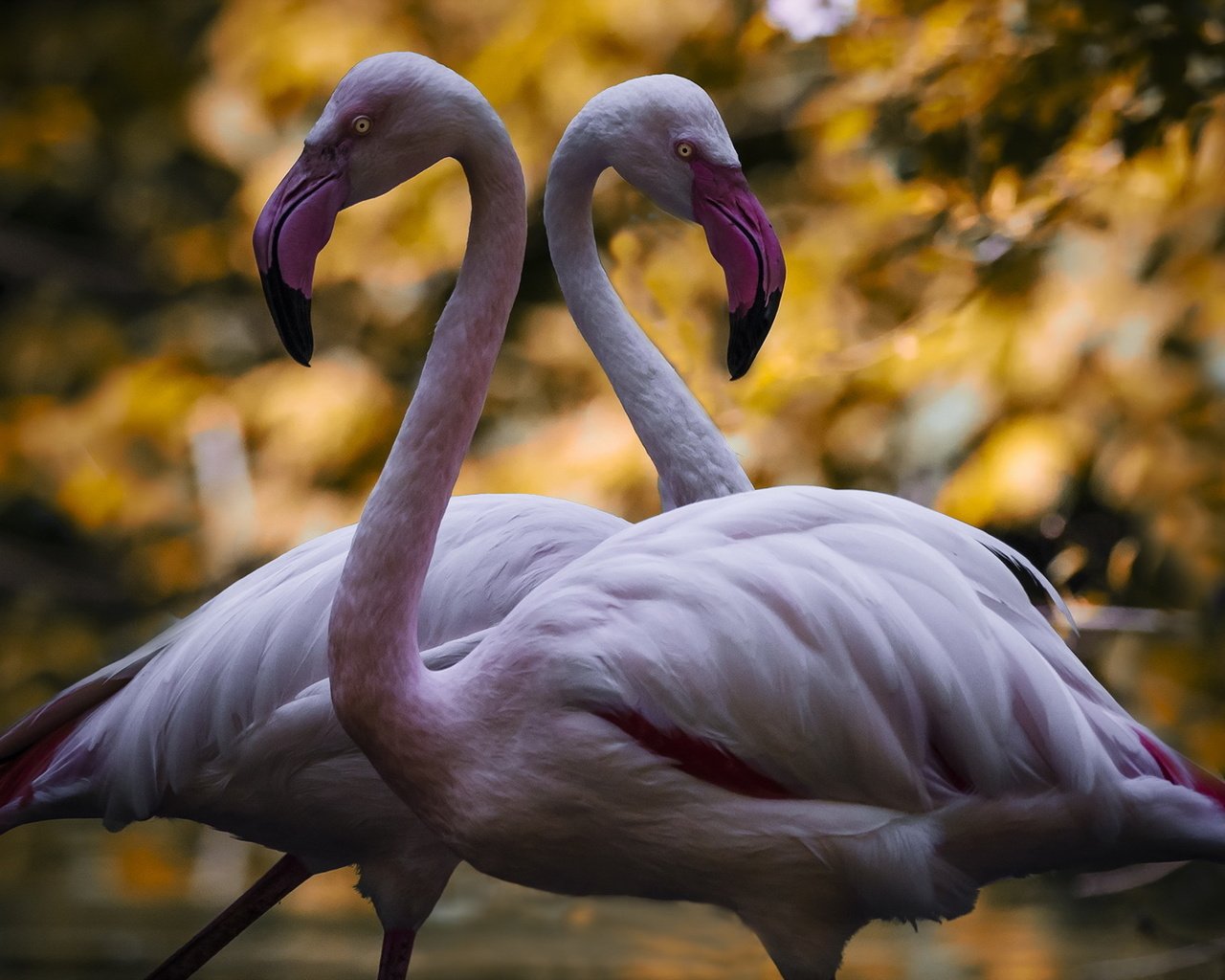 Обои фламинго, птицы, пара, flamingo, birds, pair разрешение 1920x1200 Загрузить