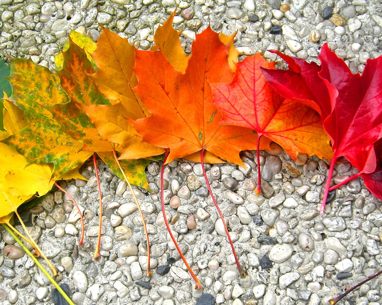 Обои камни, листья, осень, радуга, клен, stones, leaves, autumn, rainbow, maple разрешение 2968x1524 Загрузить