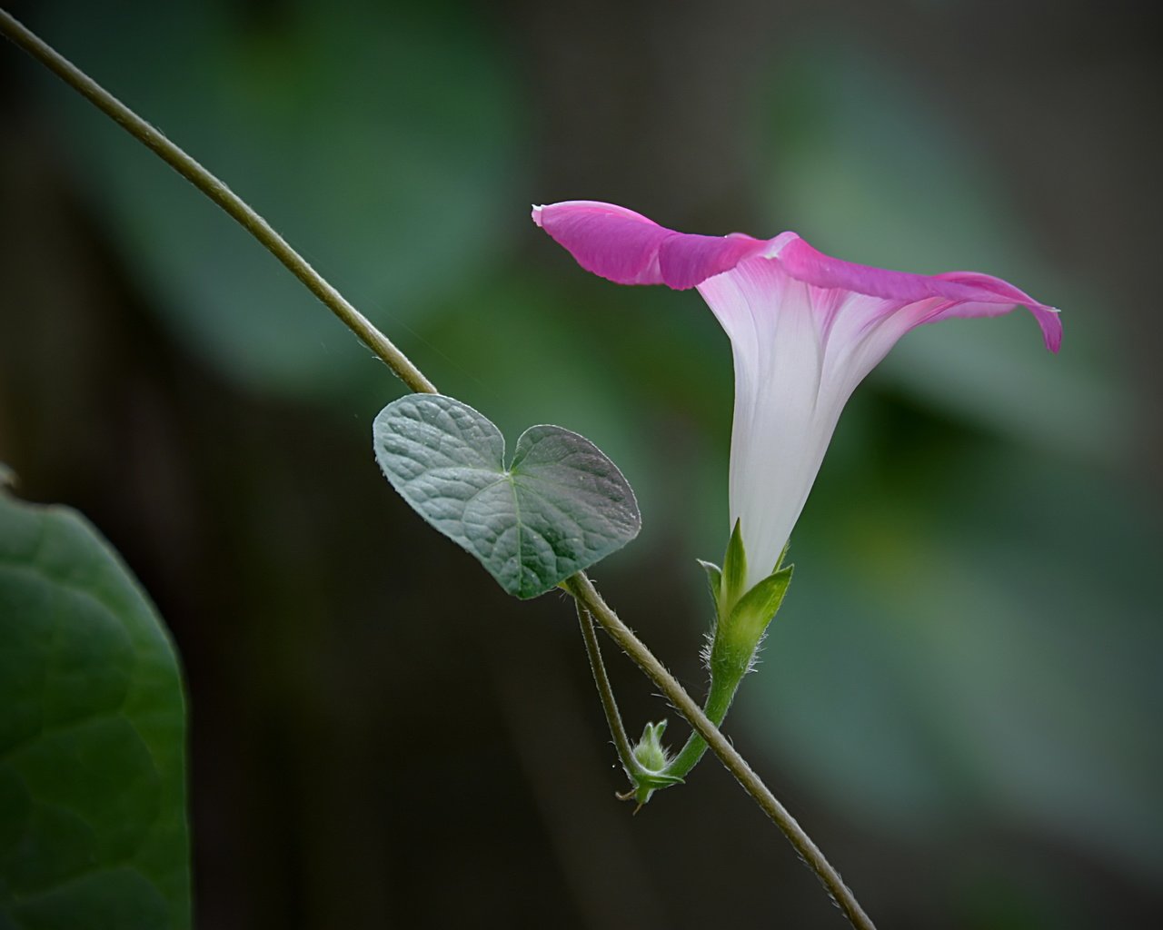 Обои цветок, лоза, розовая, вьюнок, ипомея, flower, vine, pink, bindweed, morning glory разрешение 4701x2909 Загрузить